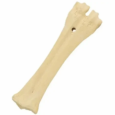 NATURE PROJECT SHANK BONE עצם שוק בקר